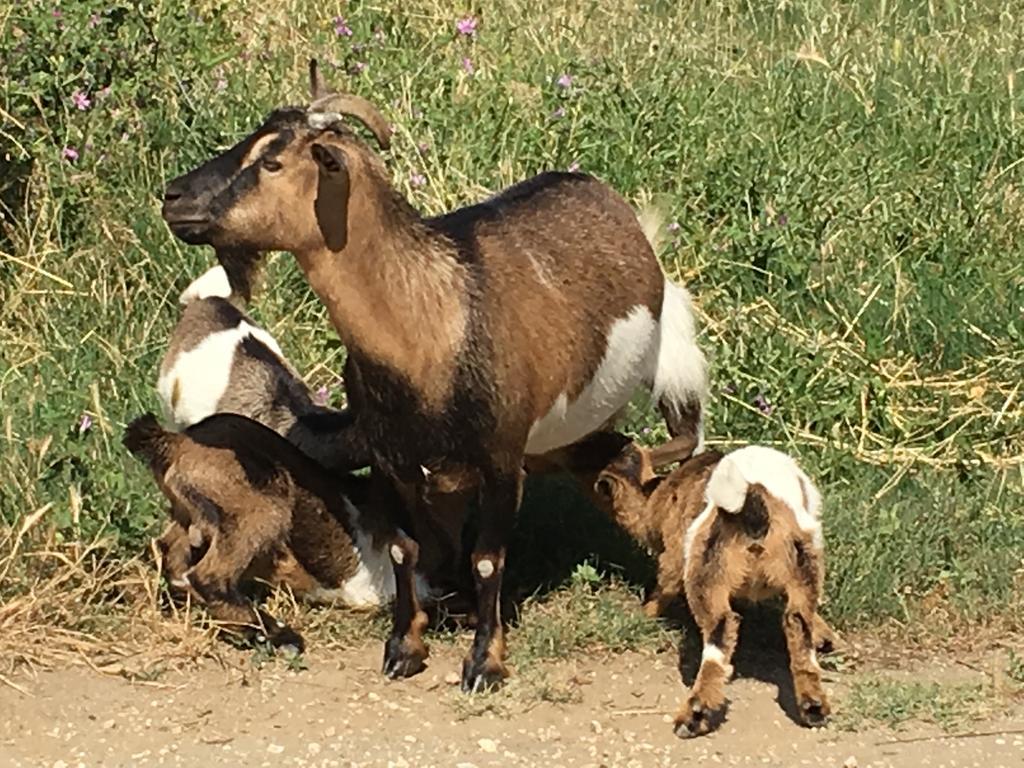 Agriturismo Terre Di Musignano Canino Exteriér fotografie
